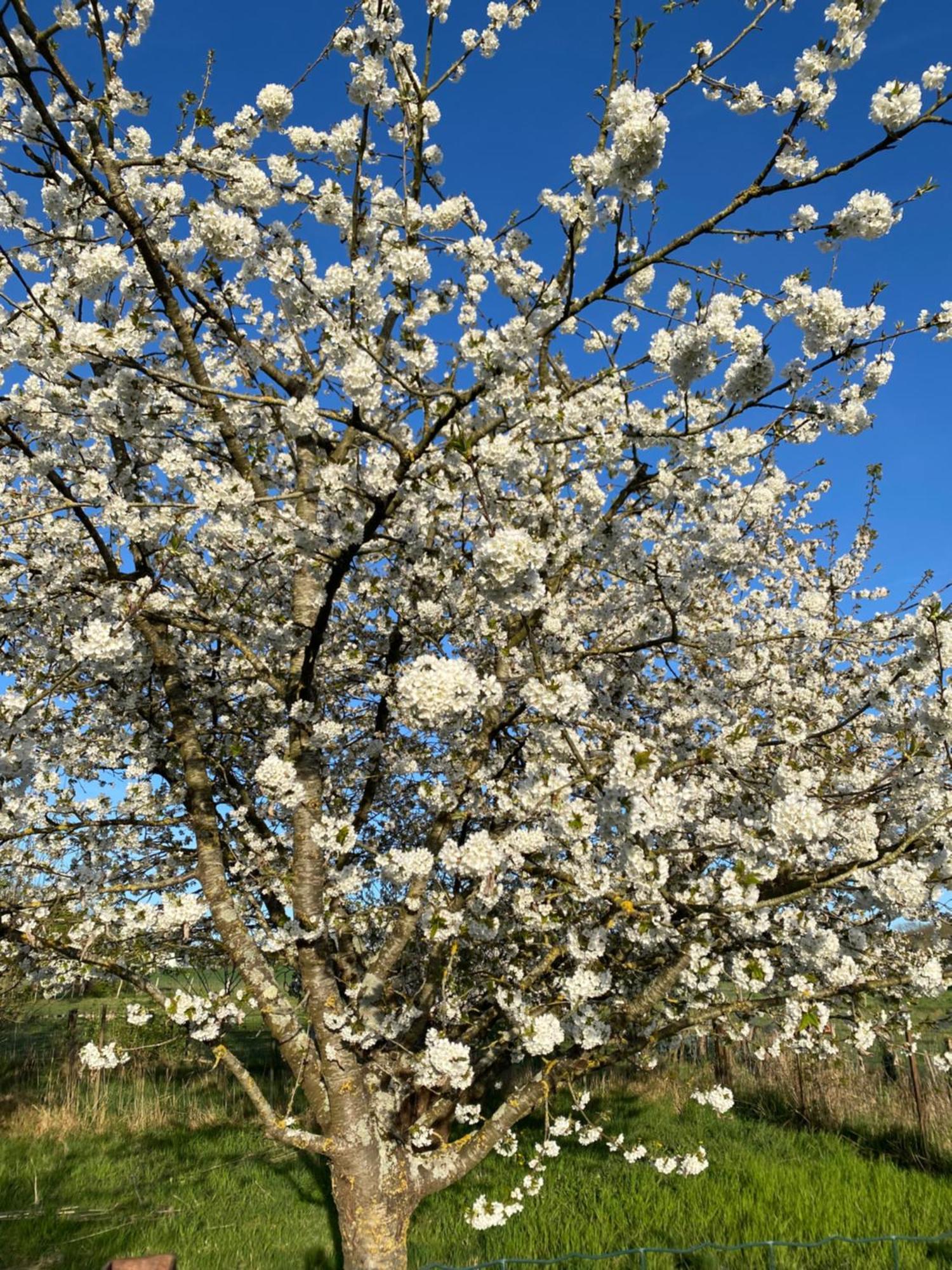 Les Hortensias Canly Εξωτερικό φωτογραφία